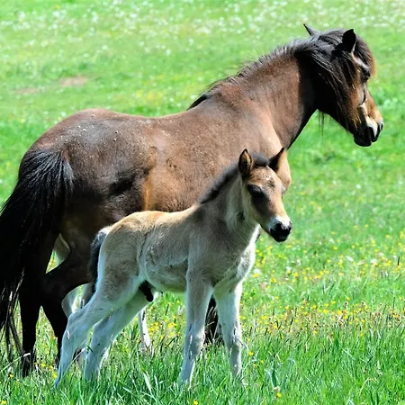 Bruni Pensión Oberbach