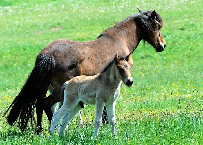 Bruni Pensión Oberbach